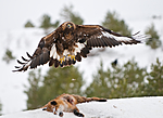 BB 10 0006 / Aquila chrysaetos / Kongeørn <br /> Vulpes vulpes / Rødrev